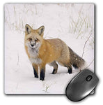 Mouse Pad, Co Pike National forest Red Fox Jaynes Gallery