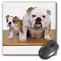 3dRose LLC 8 x 8 x 0.25 Inches Mouse Pad, British Bulldog